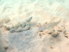 Sand Divers (12